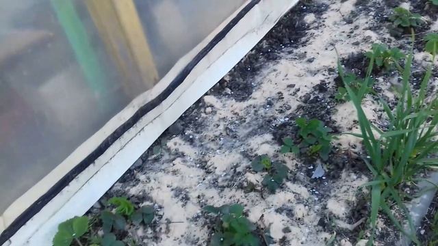 обзор земляничных грядок на 24 04 2019 смотреть онлайн