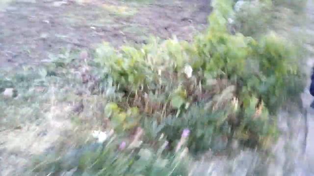 Жесть очень смешное видео папа достает мяч из туалета смотреть онлайн