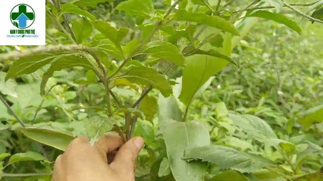 CỎ XƯỚC смотреть онлайн