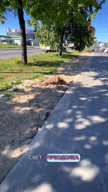 Гусь свинье не товарищ🐶😺#котипес#животные#traveldog#песик #шотс #reels#интересно#забавные#умныйпес смотреть онлайн