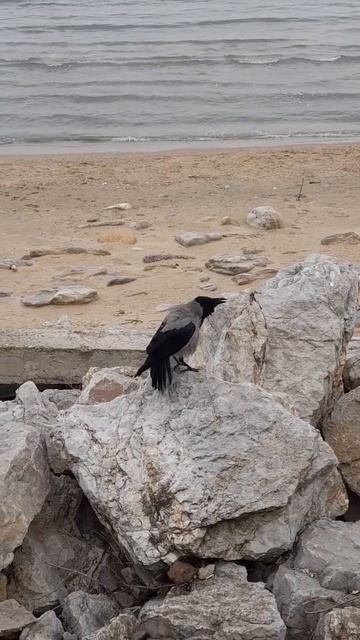 Такая милая #ворона каркает на море смотреть онлайн