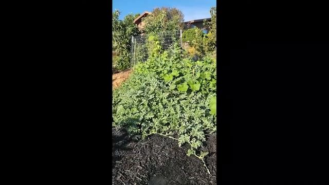 Expanding the Vegetable Garden Beds in Zone 10a California смотреть онлайн