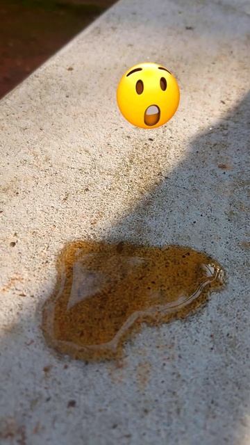 cococola ants drink or not challenge |cococola drink|ants|insects|natural |shortshortreel|shorts смотреть онлайн