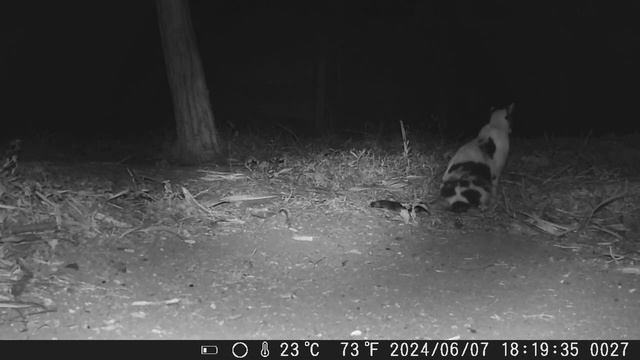 Gatos Curiosos no Sítio - Câmera de Trilha HC801a смотреть онлайн