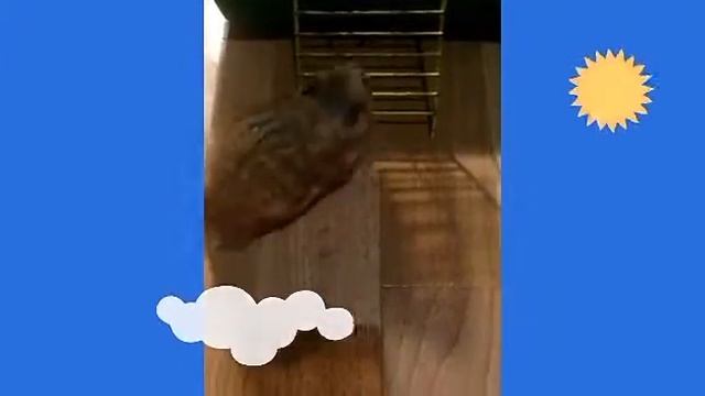мой хомяк MAX смотреть онлайн