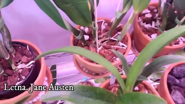 GROW SHELF UPDATE Update on my grow shelf with Barrina lights смотреть онлайн