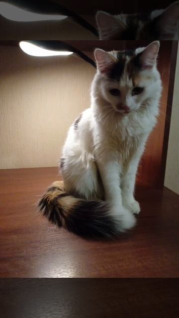 Фото Чипы другой звук. #котенок #котэ #милота #ранетки