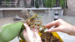 Готовим ПРАВИЛЬНЫЙ ГРУНТ для пересадки орхидей. Пересадка орхидеи из мха в кору