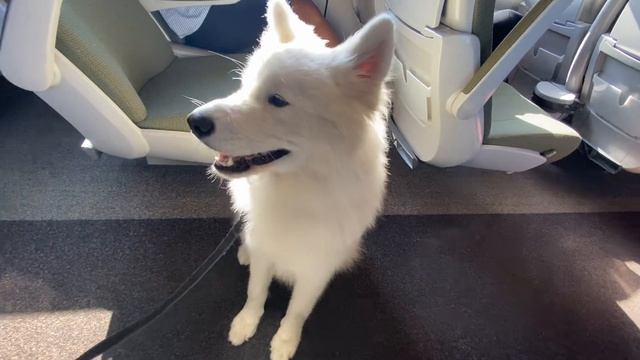 **Поезда** Музыка Сергея Чекалина ! #музыкадлядуши #сергейчекалин # смотреть онлайн