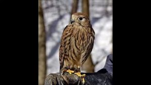 Крик  Лунь Болотный.