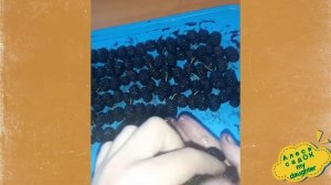 ВЫПУСК 4: Как заморозить шелковицу на зиму