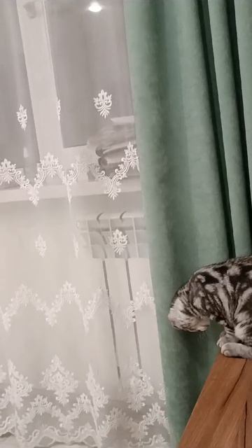 Попытка забраться на подоконник