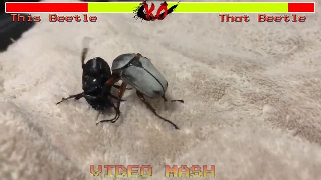 Epic beetle fight with health bars and sound effects смотреть онлайн