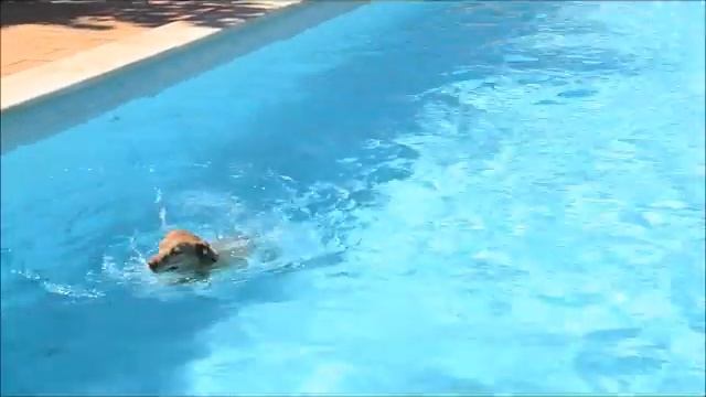 Alfredo..na piscina!!!.wmv смотреть онлайн