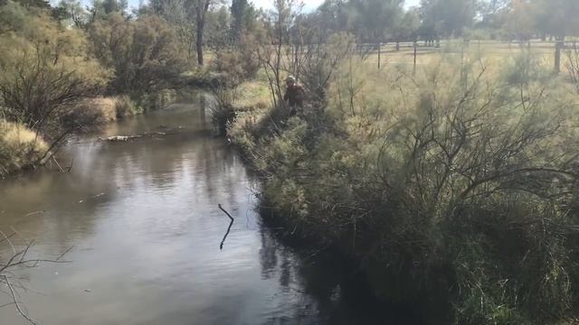 Using a cast net to catch Gizzard Shad смотреть онлайн