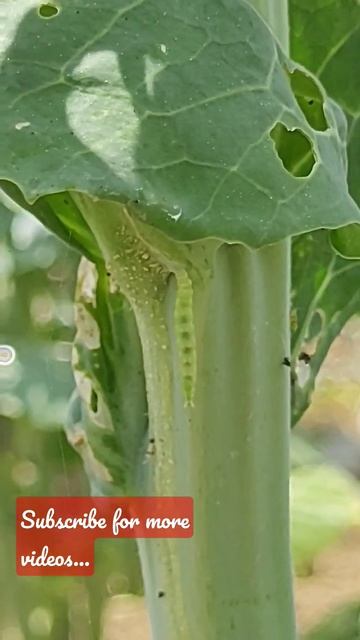 Movement of daimond back moth larvae from one leaf to other #insects #pestcontrol #entomologist смотреть онлайн