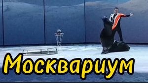 Москвариум. Шоу с дельфинами