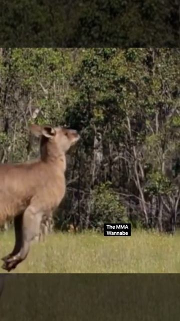 Conor McGregor Fights A Kangaroo смотреть онлайн