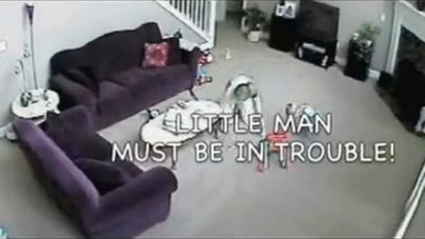 Кот заступился за ребёнка