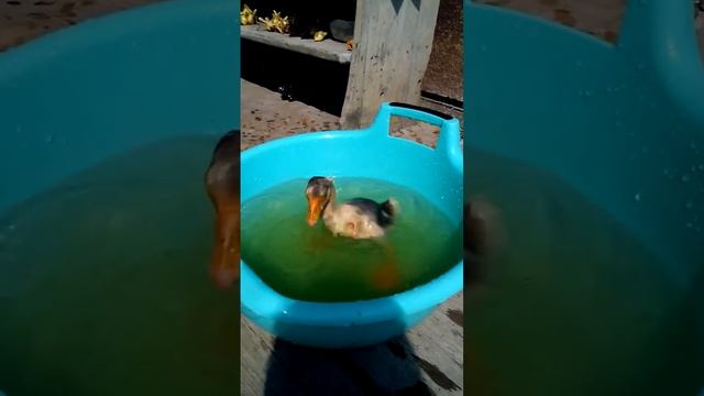 Пан Гус принимает ванны)) смотреть онлайн