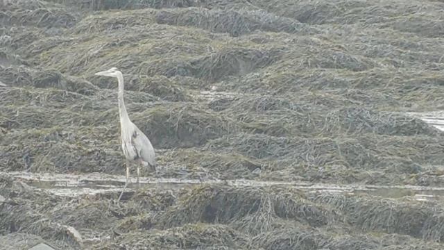 Weasels And Great Blue Herons/Shout Out For Channel: SARFRAZz512