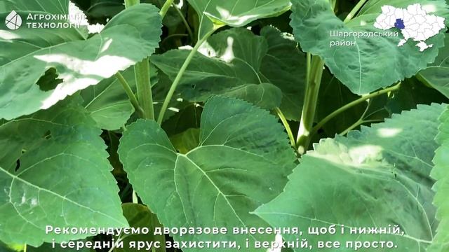 Результат роботи фунгіциду "Фунгісил" на соняшнику смотреть онлайн