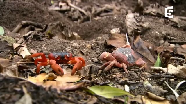 La marche des lithodes смотреть онлайн