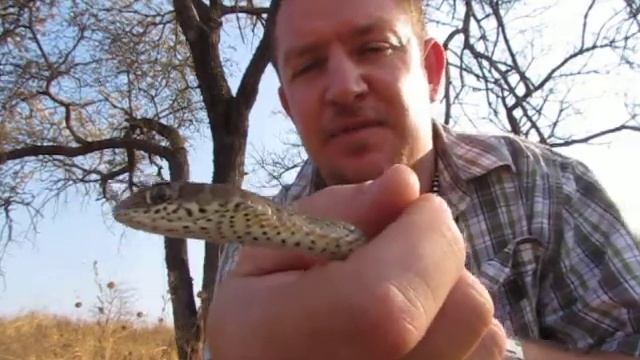 Snakes of the Kruger Park; Olive grass snake смотреть онлайн
