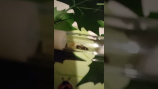 Первый рабочий в семье! Влог Messor Muticus с нуля #1 смотреть онлайн