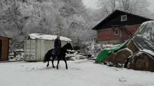 Танцующий жеребец. 2-ая часть. Вроде победили | Александр Обжерин