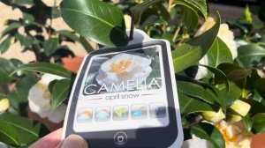 ВСЕ О КАМЕЛИЯХ. 20.03.24. Мой опыт выращивания камелий в открытом грунте и в горшках