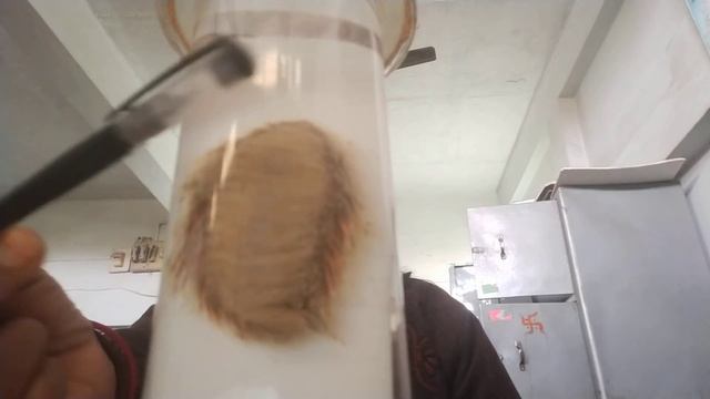 APHRODITE (ANNELIDA) SPECIMEN ZOOLOGY PRACTICAL IN BOTH ENGLISH AND HINDI смотреть онлайн