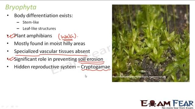 Biology Plantae part 10 (Bryophyta: characteristics, example, strucutre) CBSE class 11 XI смотреть онлайн
