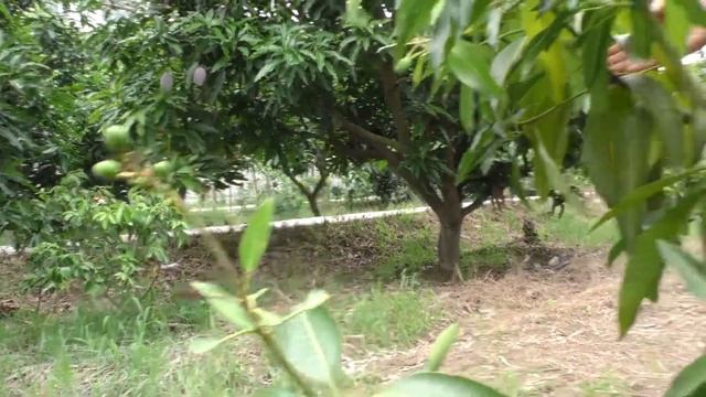 आम की ये प्रजाति साल भर फल देती है | Thailand mango | Baramasi Aam смотреть онлайн