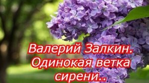 Одинокая ветка сирени. Валерий Залкин