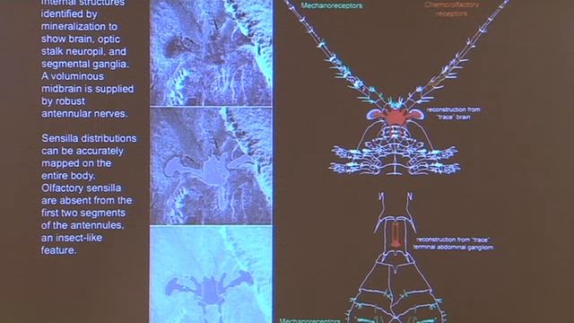 BCBT12 Nick Strausfeld: Time Traveling To Find A Brain