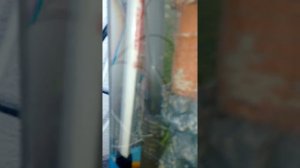 Os ácaros que o meu padrinho tá em casa