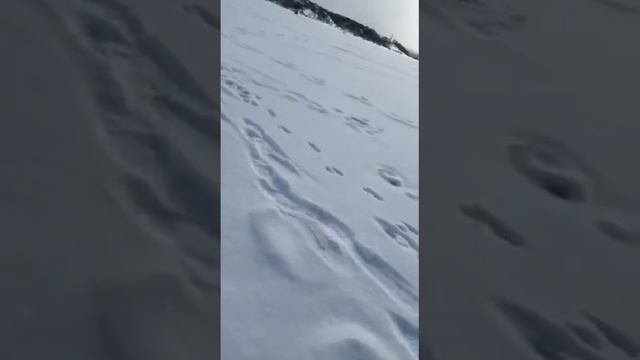 Следы-столбики на льду, как на Перевале Дятлова.