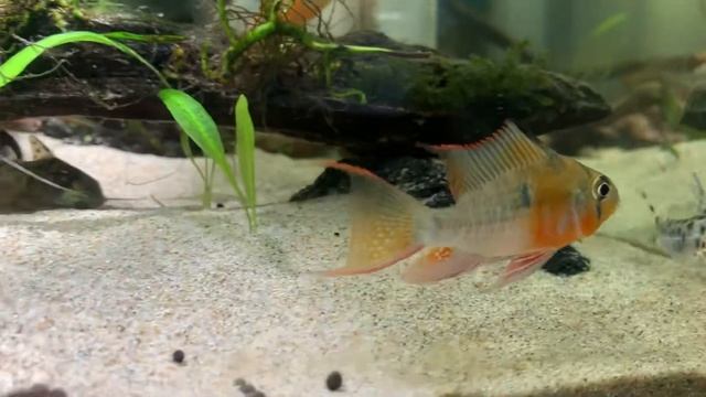 玻利維亞鳳凰/Bolivian Ram Cichlids/Papiliochromis altispinosa(Haseman,1911)-04 смотреть онлайн