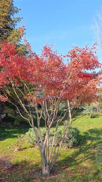белки в японском саду парке галицкого у пагоды смотреть онлайн