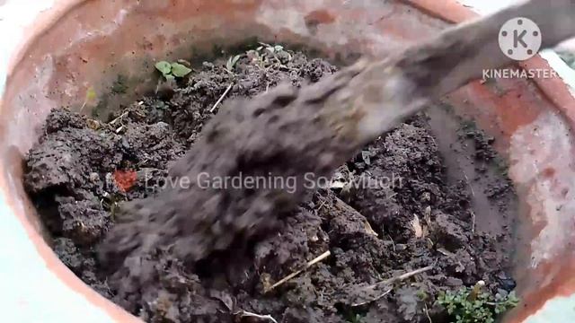 How to grow & care Pereskia bleo/Rose Cactus|Pereskia Grandiflolius|❤️ I Love Gardening Soo Much ❤️ смотреть онлайн