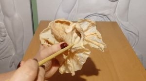 Женская половая система