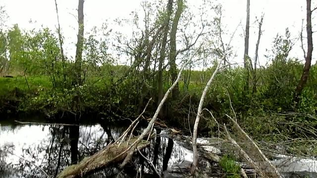 Переправа через бобровую плотину вместе с собакой. смотреть онлайн