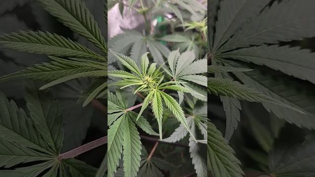 week 10 complete how to tell your plant is maturing смотреть онлайн