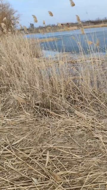 Камышовые технологии