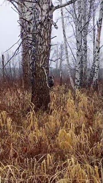 тетерева с подхода