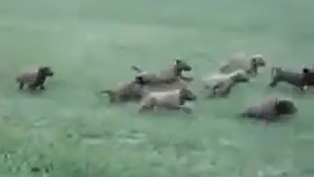 УЖАС! Нападение стаи диких собак на ребенка!) смотреть онлайн