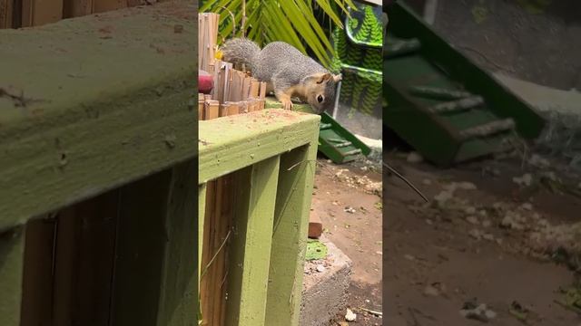 NUTZ 🥜 the 🐿️ & Desert Tort 1 chillin 🐢🐿️❤️🤪 смотреть онлайн