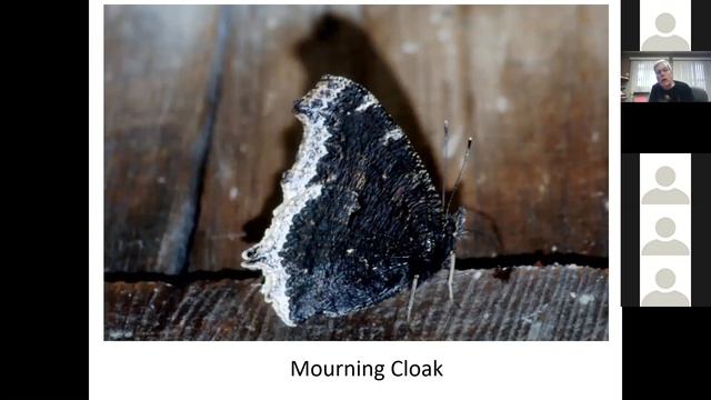 Butterflies смотреть онлайн