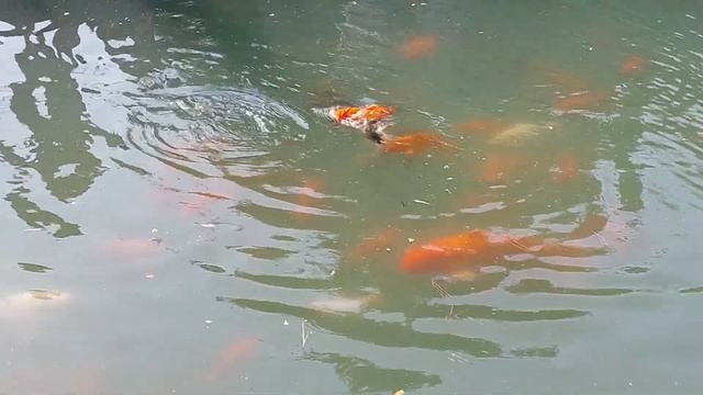 Отпуск в Сочи2023.Сириус(Сочи. Адлер). Дендрологический парк Южные культуры.Главный пруд.Карпы кои#